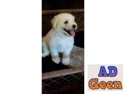 used Lhasa apso puppy for sale for sale 